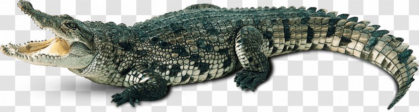 Crocodile Alligators Clip Art Image - Terrestrial Animal - Alligator Apple Lizard Transparent PNG