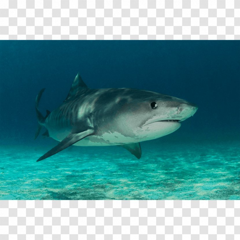 Tiger Shark Great White Requiem Lamnidae Chondrichthyes - Watercolor Transparent PNG