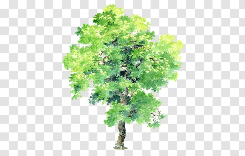 Plant Tree Bauhinia Variegata × Blakeana - Lijnperspectief - Vector Big-leaf Acacia Free Buckle Material Transparent PNG