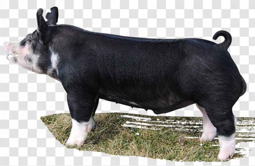 Cattle Wild Boar Livestock Drinking Class Mauck Show Hogs - Pig Like Mammal Transparent PNG