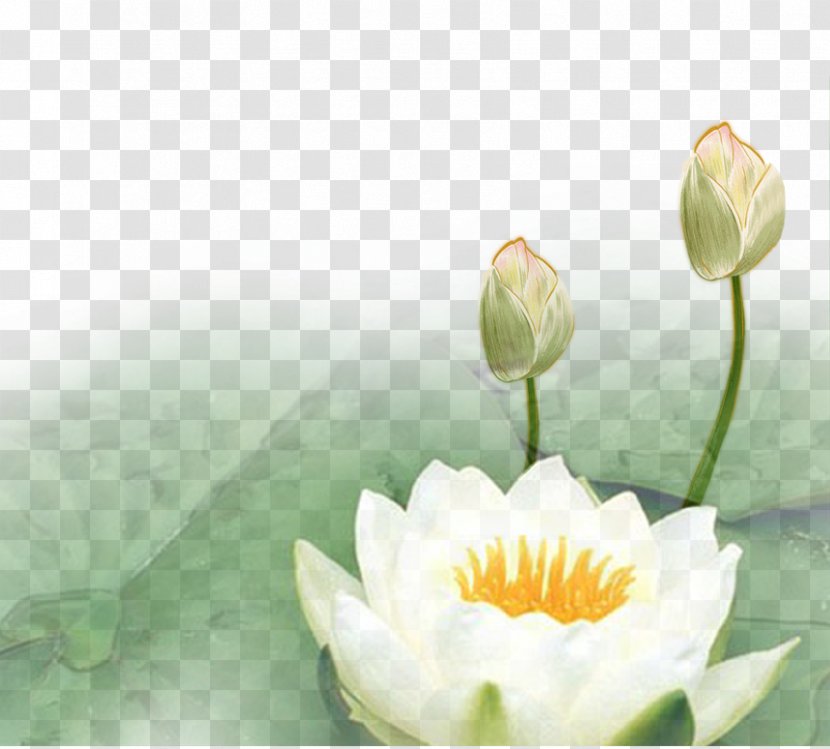 Nelumbo Nucifera Lotus Euclidean Vector - Aquatic Plant Transparent PNG