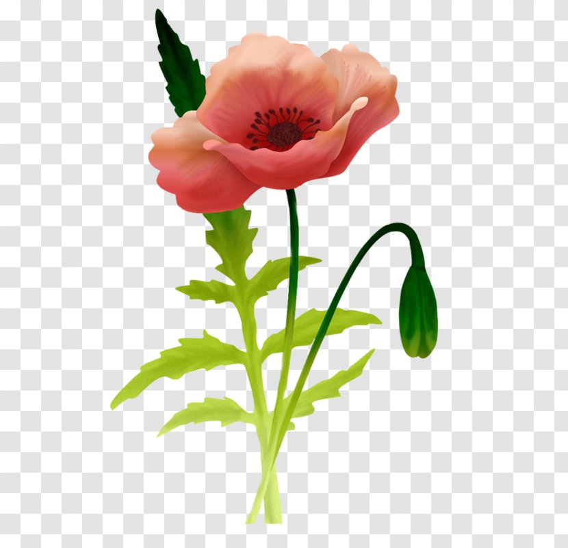 Common Poppy Desktop Wallpaper - Coquelicot - Flower Transparent PNG