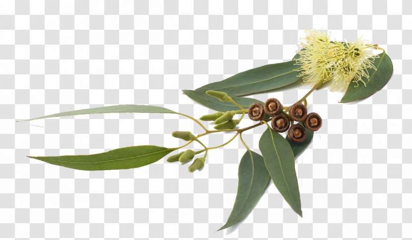 Eucalyptus Globulus Smithii Radiata Oil Essential - Branch - Aromatherpy Transparent PNG