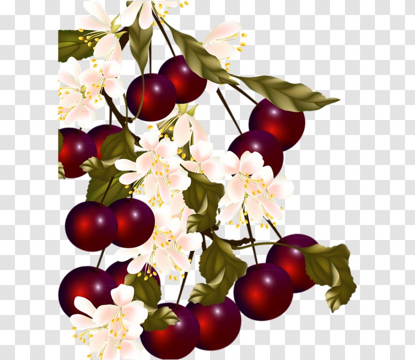 Sweet Cherry Berry Cerasus - Plum Transparent PNG