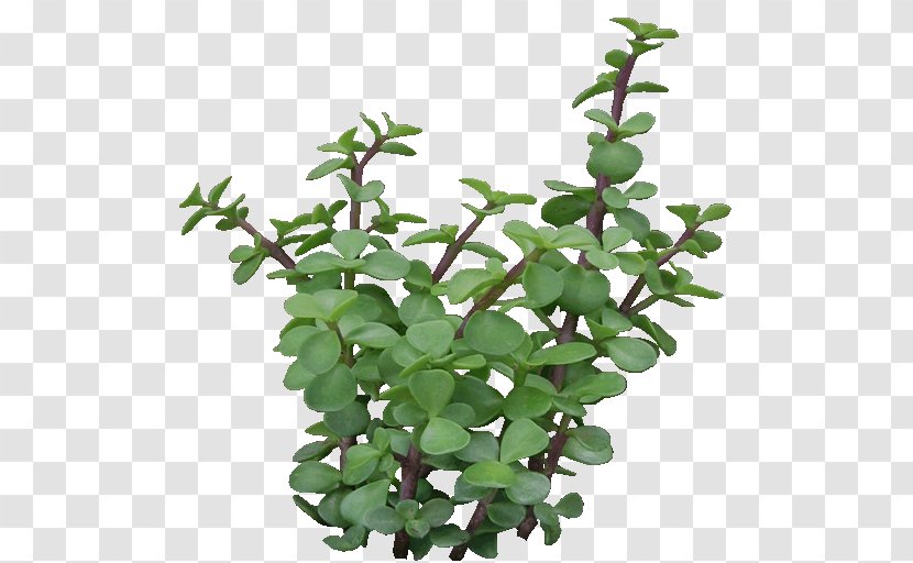 Portulacaria Afra Tree Herb Plant Flowerpot - Jade Transparent PNG