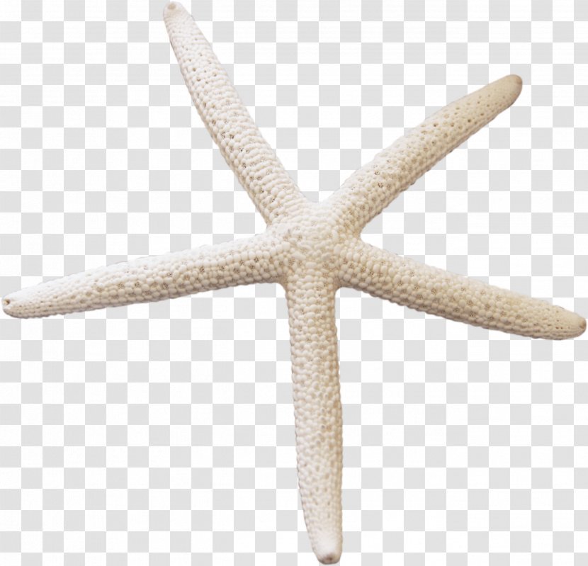 Starfish White Cartoon Transparent PNG