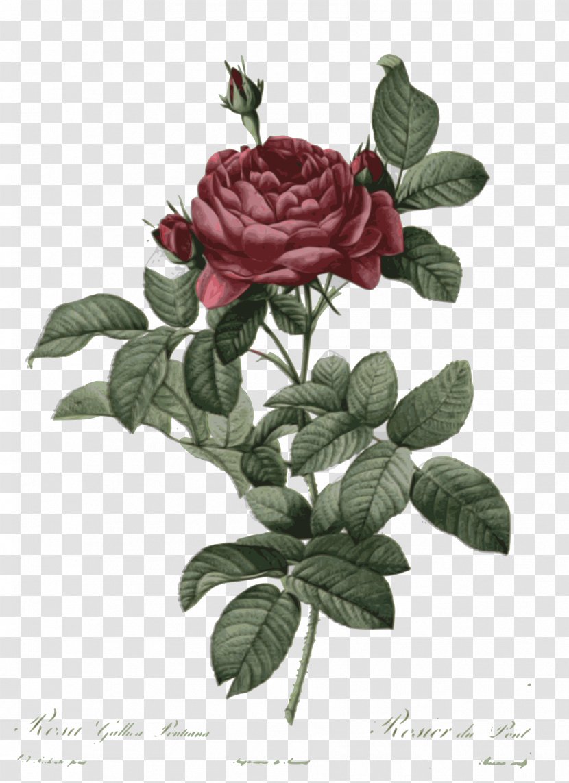 French Rose Botanical Illustration Botany Drawing Flower Transparent PNG
