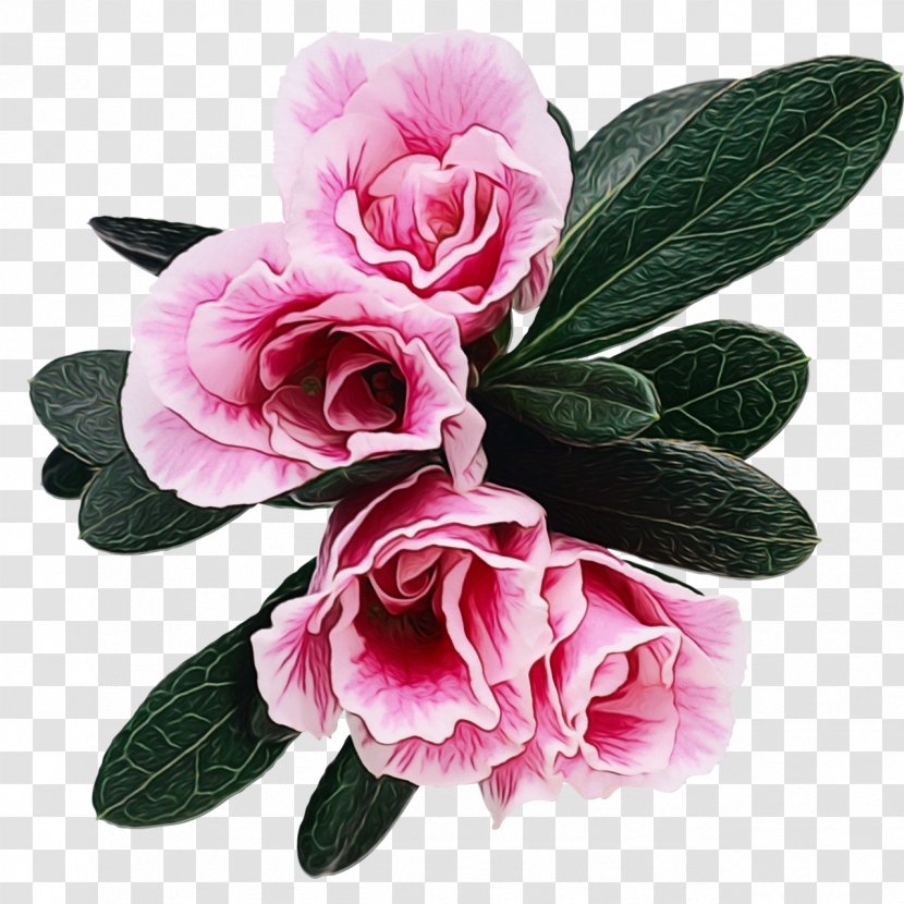 Watercolor Pink Flowers - Petal - Common Peony Impatiens Transparent PNG