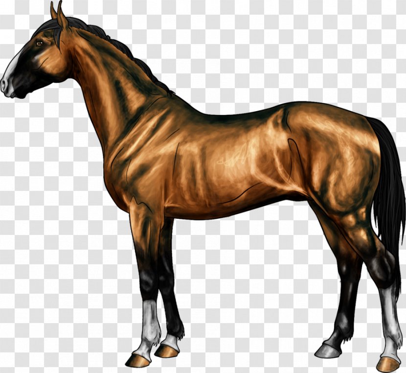 Thoroughbred Nez Perce Horse Colt Stallion Blanket - 7 Transparent PNG