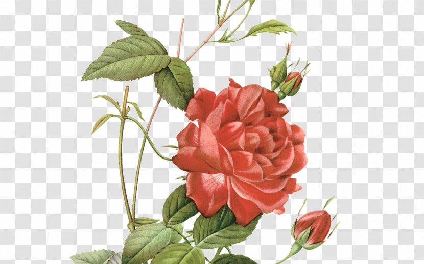 Garden Roses - Pink - Petal Floribunda Transparent PNG