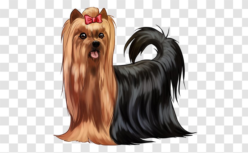 Yorkshire Terrier Australian Silky Companion Dog Biewer Breed - Toy - Ear Transparent PNG