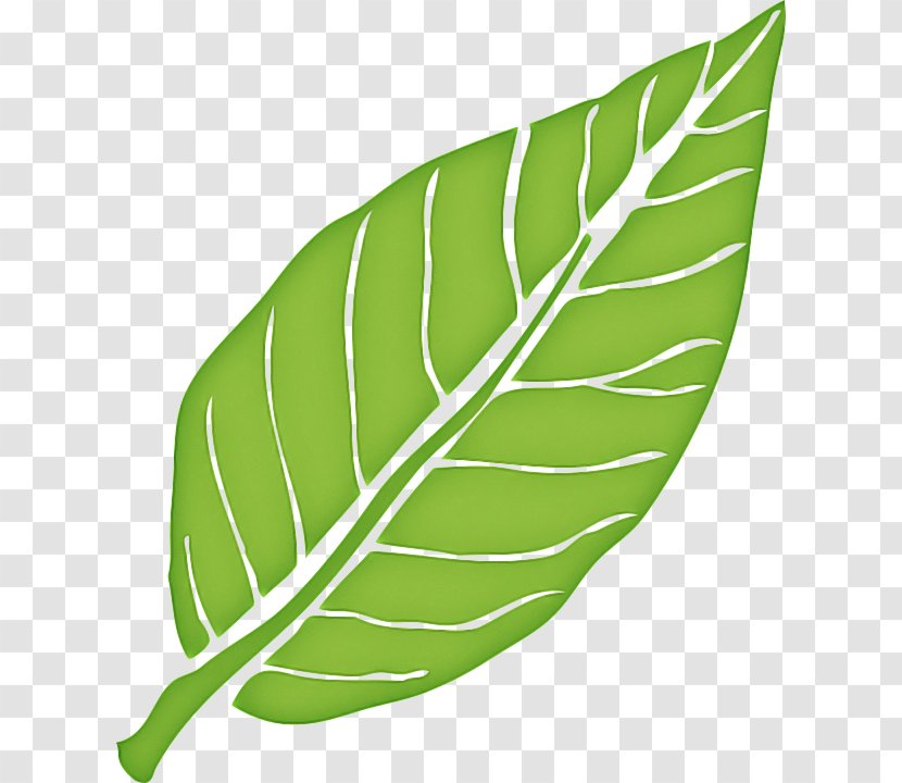 Banana Leaf - Anthurium - Arrowroot Family Transparent PNG