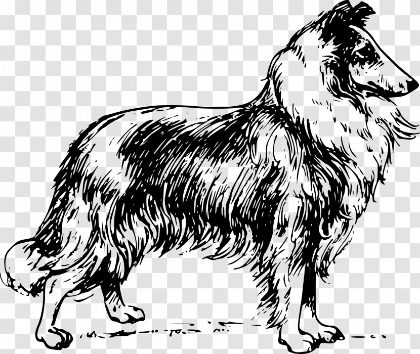 Rough Collie Border Bearded German Shepherd Scotch - Line Art - Realistic Dog Transparent PNG