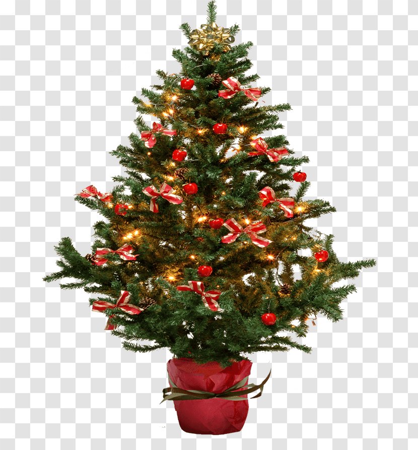 Christmas Tree Fir - Pine Family - Fir-Tree Image Transparent PNG