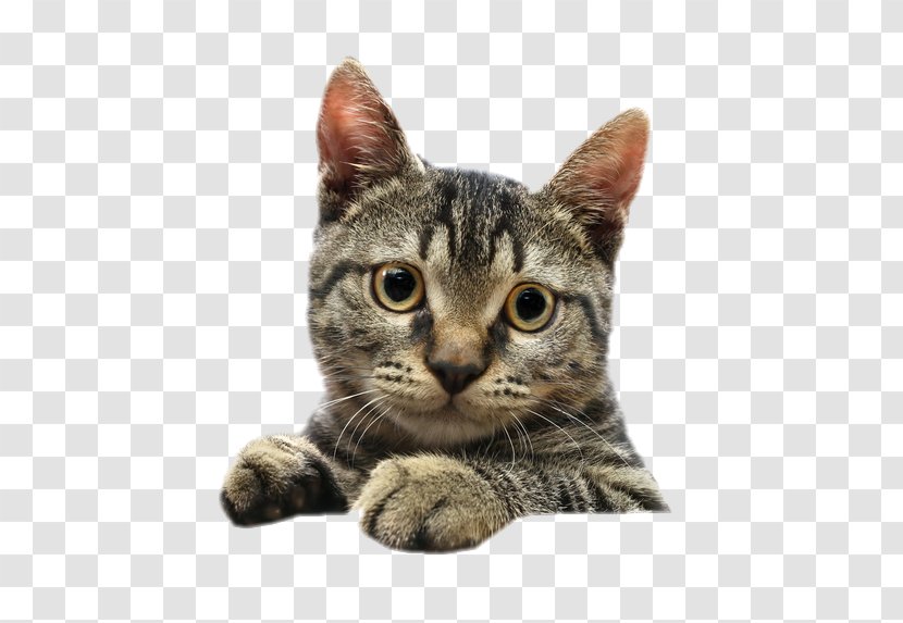 Siamese Cat Kitten Tabby Pet Clip Art - American Wirehair Transparent PNG