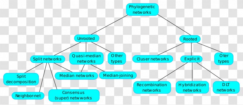 Phylogenetic Network Tree Phylogenetics Split Neighbor-net Transparent PNG