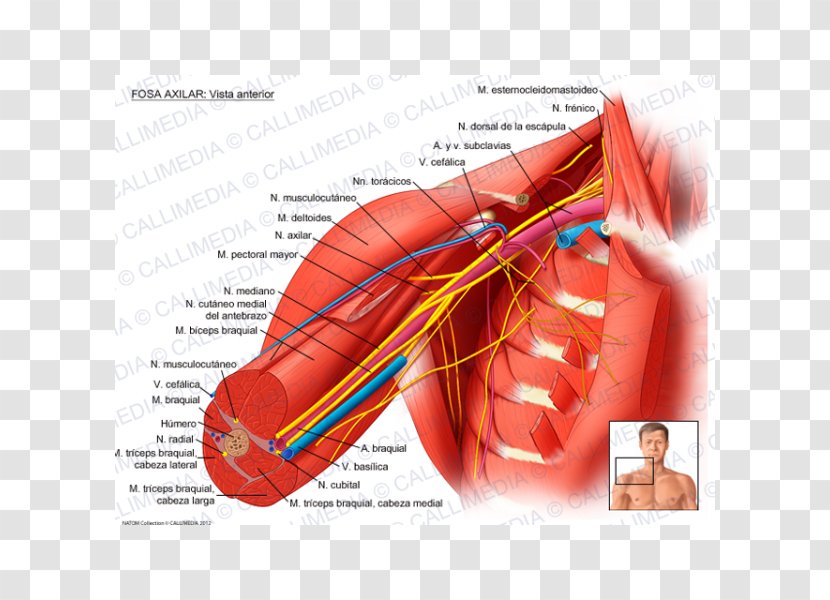Axillary Nerve Artery Human Body - Watercolor - Fossa Transparent PNG