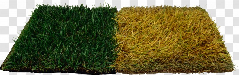 Herbaceous Plant Yellow Clip Art - Grasses - Autodesk 3ds Max Transparent PNG