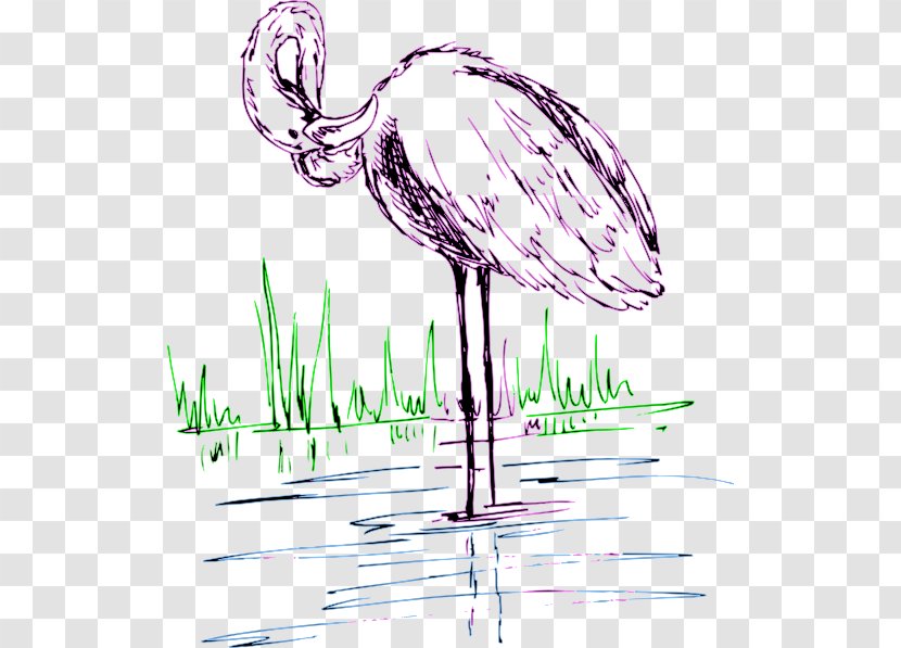 Water Bird Drawing Clip Art - Flamingos Transparent PNG