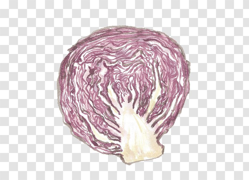 Red Cabbage Vegetable Chinese - Brassica Oleracea Transparent PNG