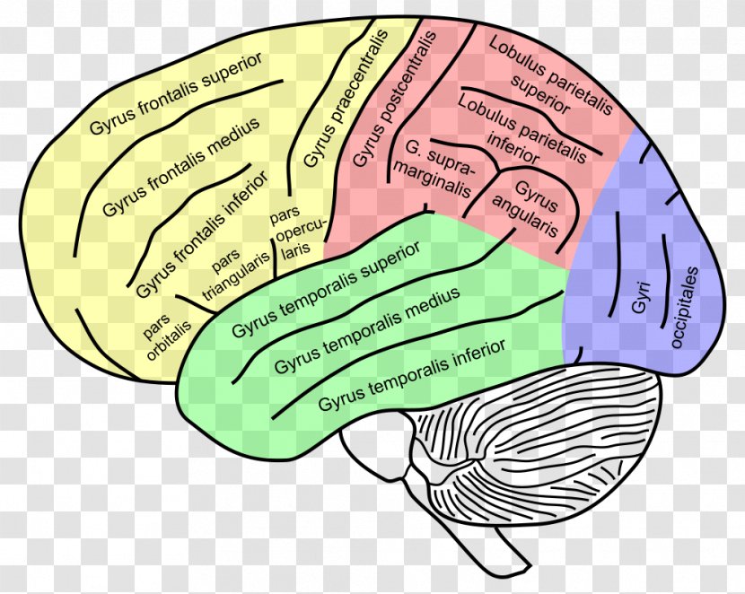 Inferior Frontal Gyrus Superior Middle Lobe - Flower - Colored Brain Transparent PNG