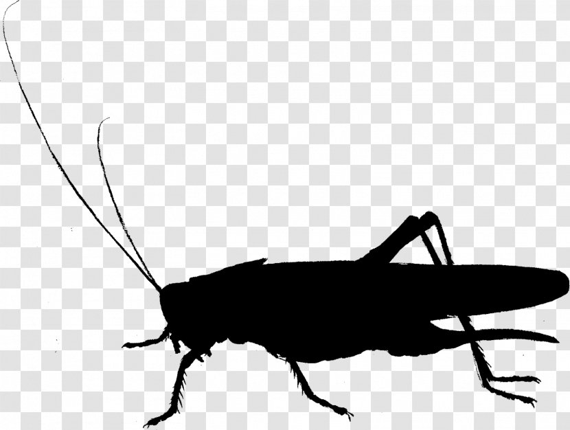 Cockroach Clip Art Fauna Cricket Silhouette - Bug Transparent PNG