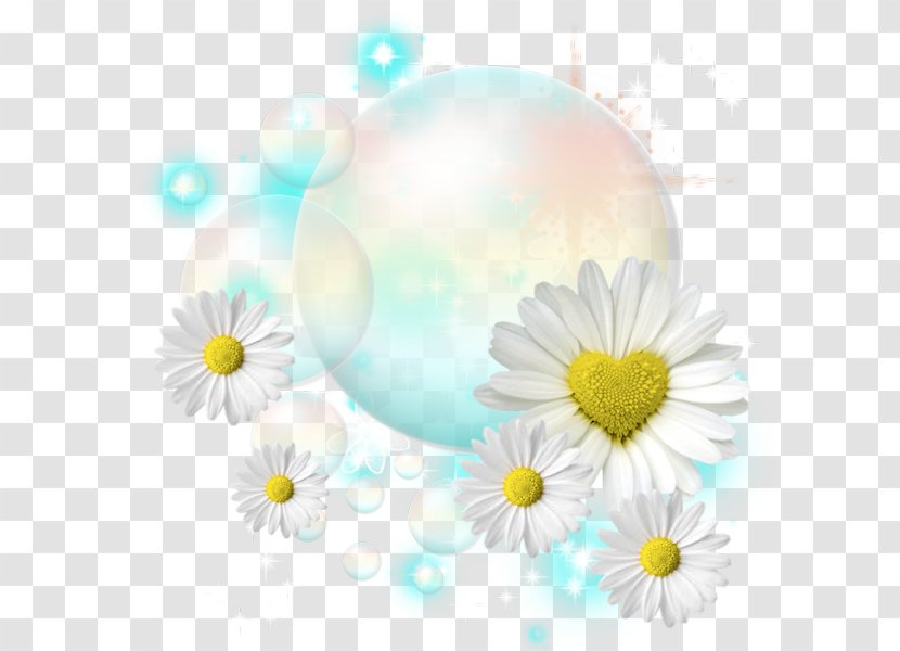 Common Daisy Birth Flower Pseudanthium Sunflower Transparent PNG