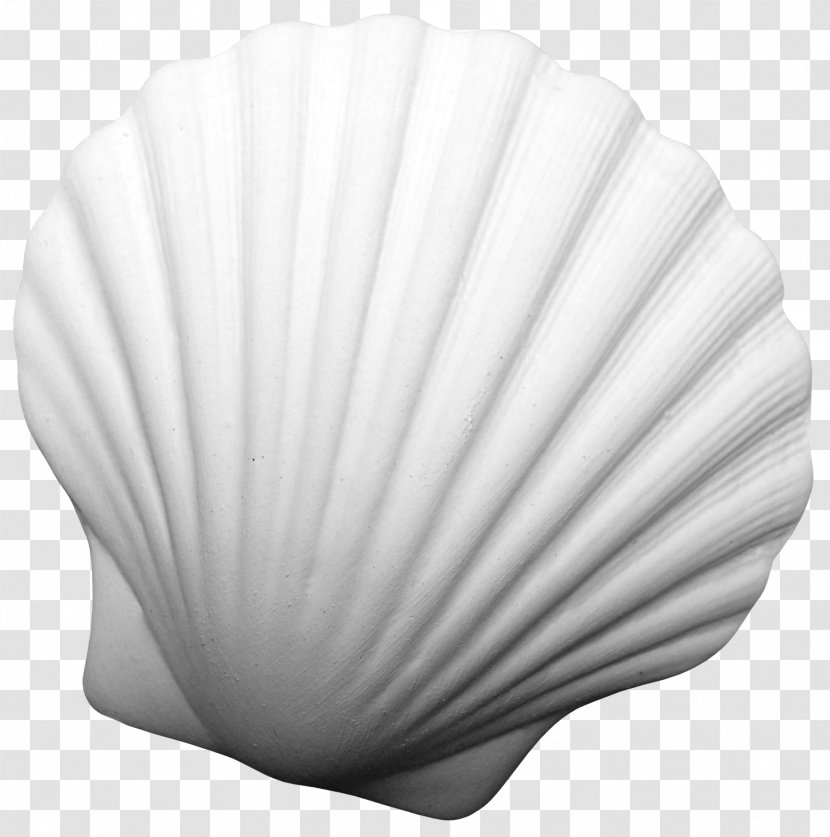 Image Desktop Wallpaper 0 Petal - Seashell - Coquillage Transparent PNG