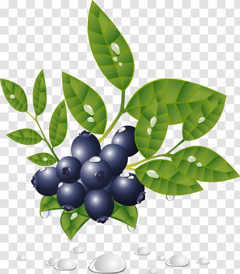 Berries - Vexel - Bilberry Transparent PNG