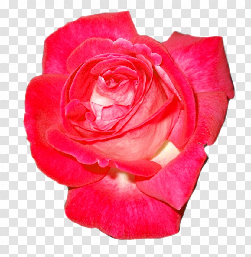 Garden Roses Floribunda Cabbage Rose China Tea - Flower Transparent PNG