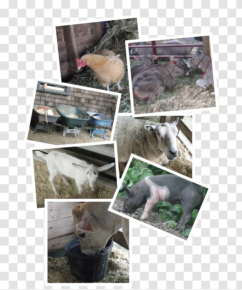 Pet Veterinarian Veterinary Medicine Clinique Vétérinaire Cat - Animal - Cattle Feed Transparent PNG