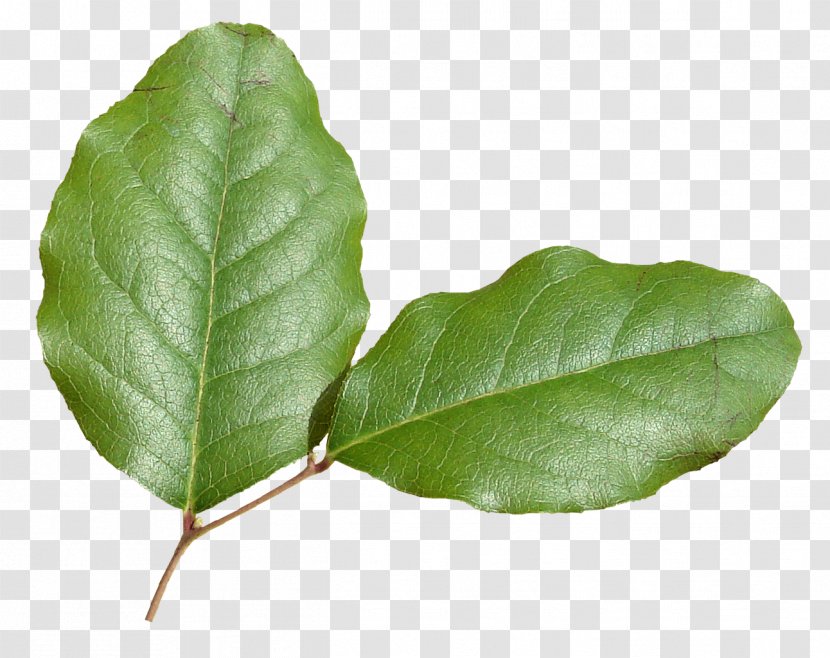 Leaf Plant Stem Clip Art - Herb - Green Leaves Transparent PNG