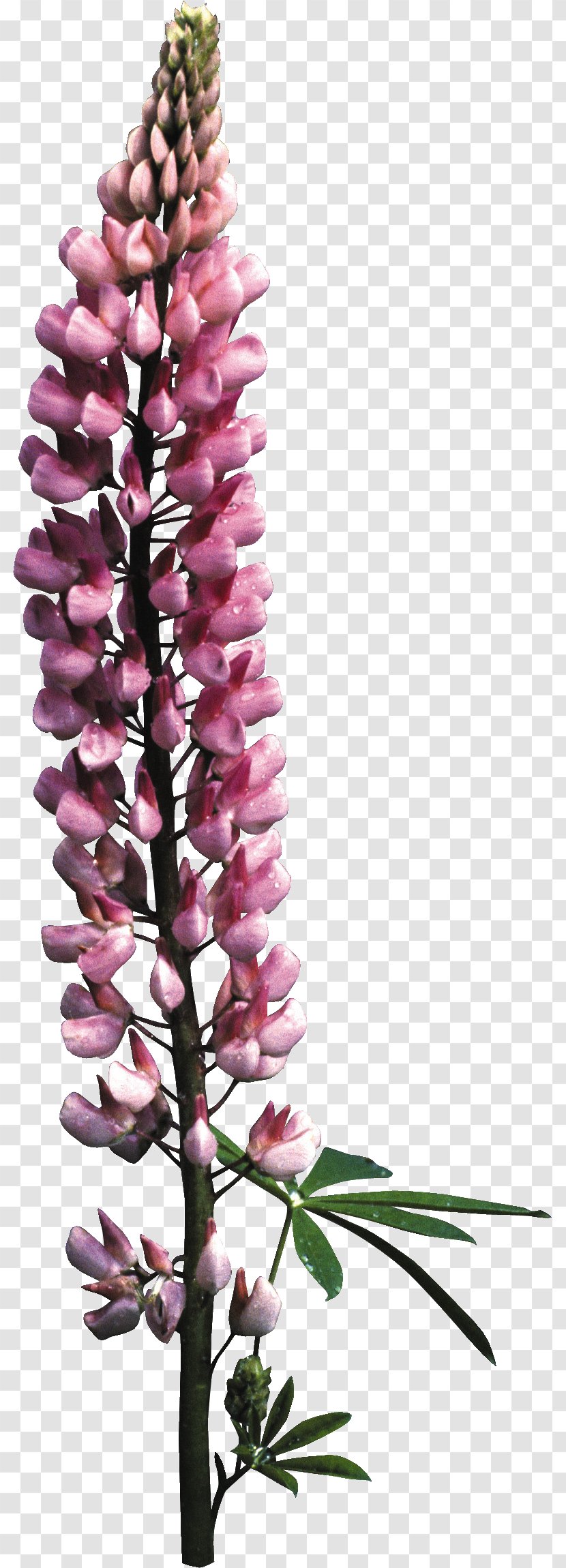 Foxgloves Floral Design Cut Flowers - Arrow Transparent PNG