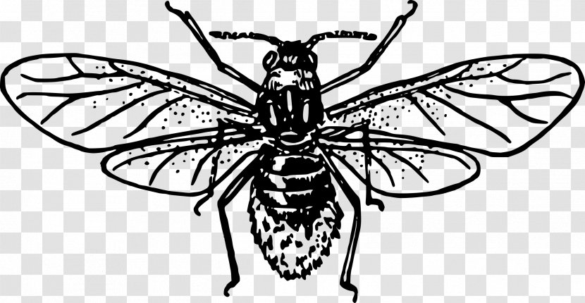 Western Honey Bee Drawing Beehive Clip Art - Dragonfly Transparent PNG