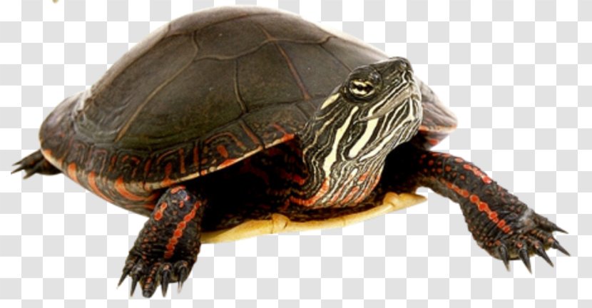 Box Turtle Tortoise Clip Art - Raster Graphics - Black Transparent PNG