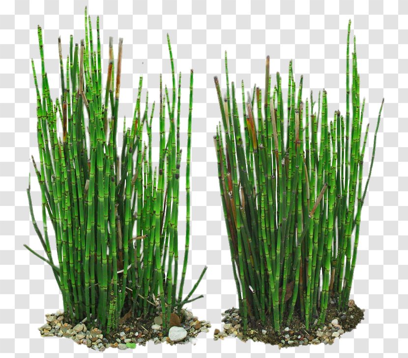 Equisetum Hyemale Field Horsetail Branched Bamboo Vetiver - Plant - Green Transparent PNG