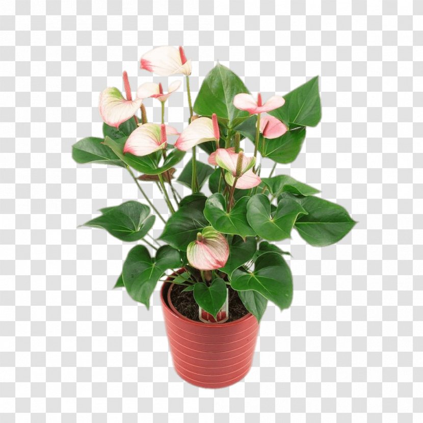 Cut Flowers Anthurium Andraeanum Houseplant Flowerpot - Calla Lily - Plant Transparent PNG