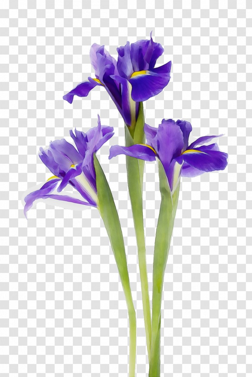 Blue Iris Flower - Family - Perennial Plant Gentian Transparent PNG