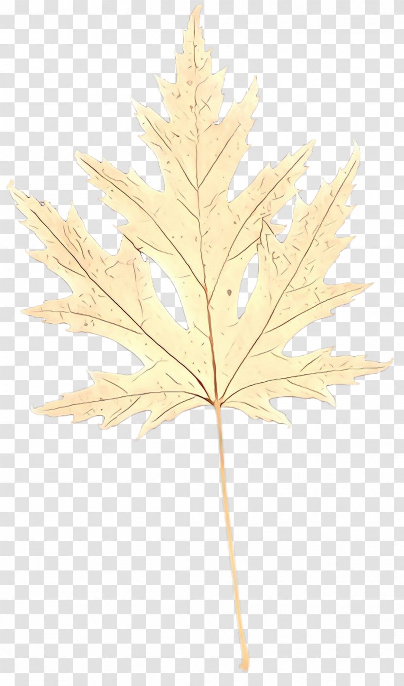 Maple Leaf - American Larch - Plane Transparent PNG