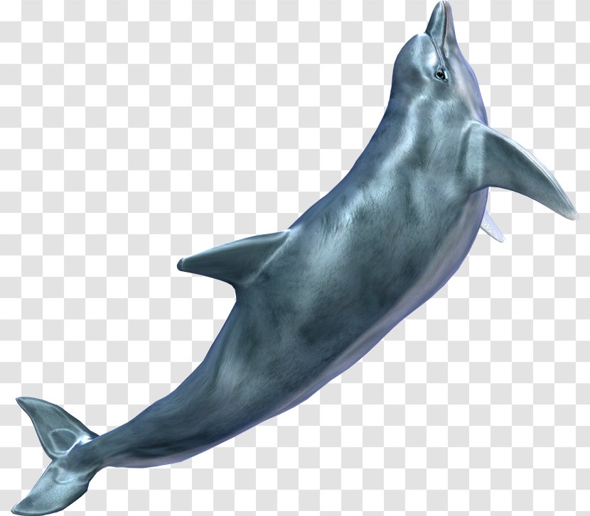 Cetacea Clip Art - Whales Dolphins And Porpoises - Dolphin Transparent PNG