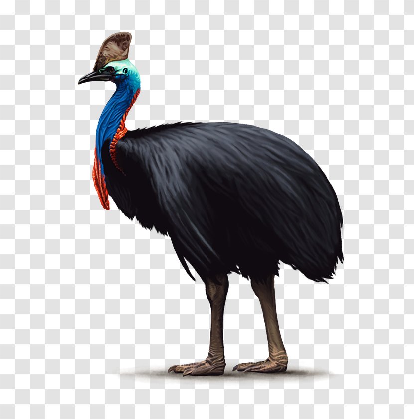 Handbook Of The Birds World Common Ostrich Southern Cassowary Ratite - Animal Transparent PNG