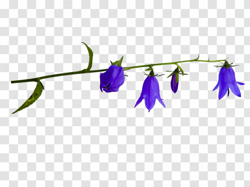 Bellflower Family Bellflowers Leaf Plant Stem Purple - Bluebells Transparent PNG