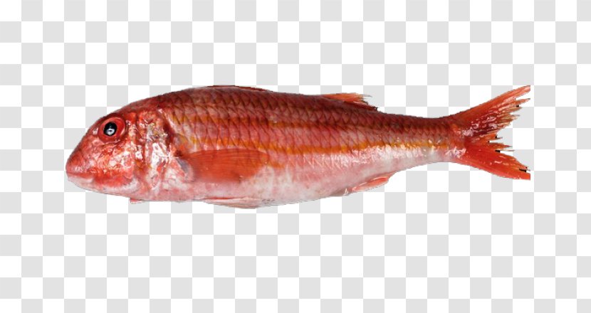 Northern Red Snapper Mullus Surmuletus Barbatus Oily Fish - Santiago De Compostela Transparent PNG