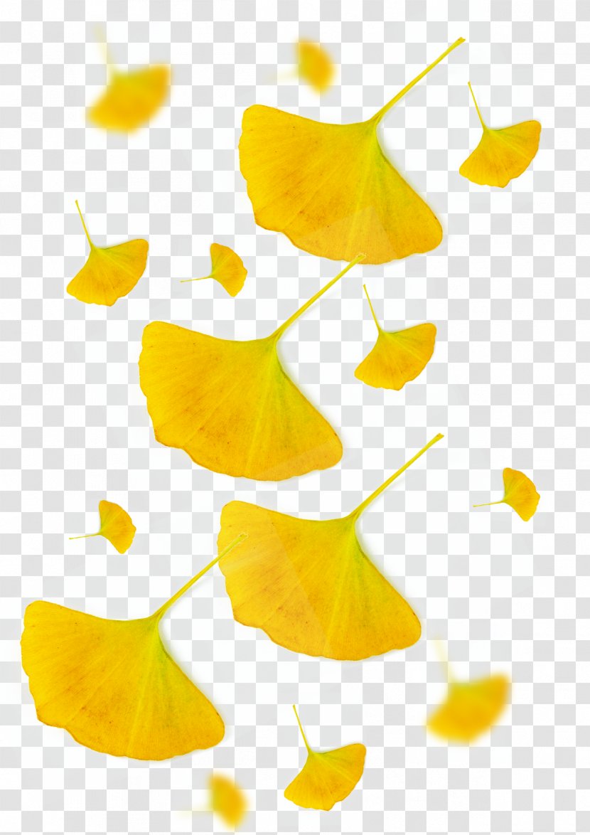 Designer Leaf Image - Flower - Ginkgo Biloba Transparent PNG