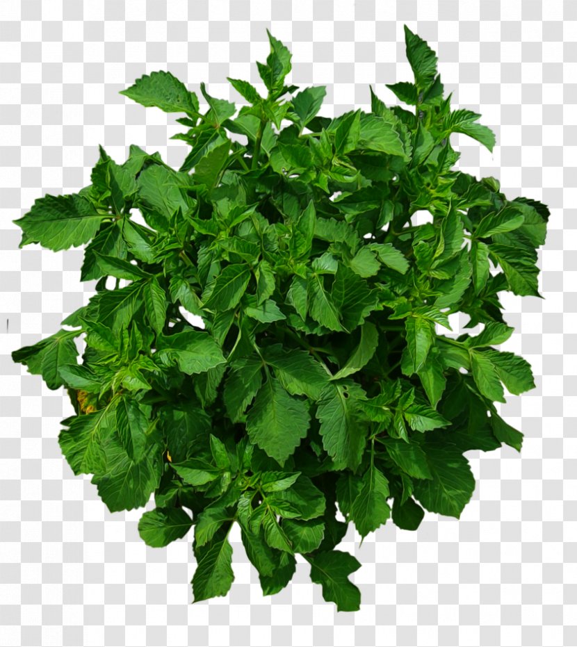 Shrub Tree Plant - Leaf - Bushes Transparent PNG