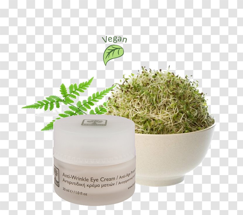 Alfalfa Sprouts Sprouting Seed Organic Food - Herb Transparent PNG