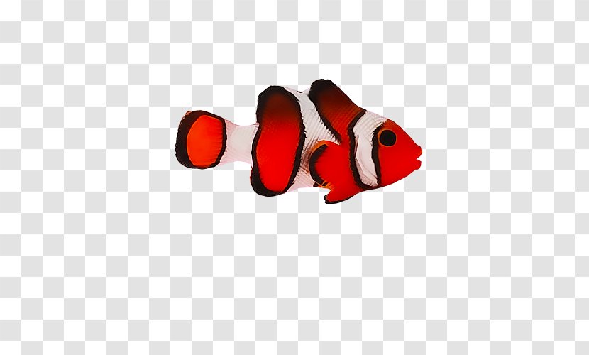 Red Fish - Material Free To Pull Transparent PNG