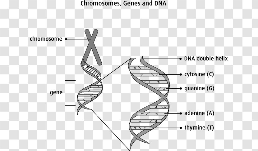 Finger Drawing Document /m/02csf - Tree - Cancer Cell Details Transparent PNG