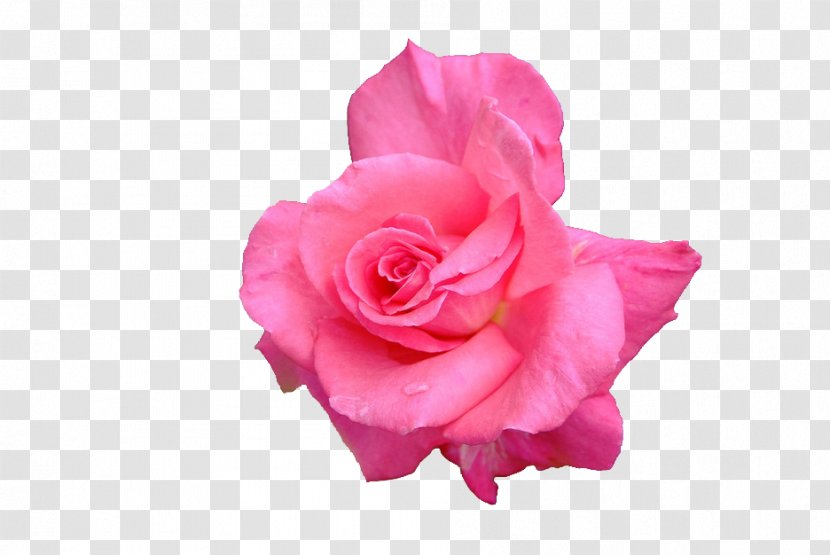 Garden Roses Cabbage Rose Floribunda Petal Cut Flowers - Plant - Background Transparent PNG