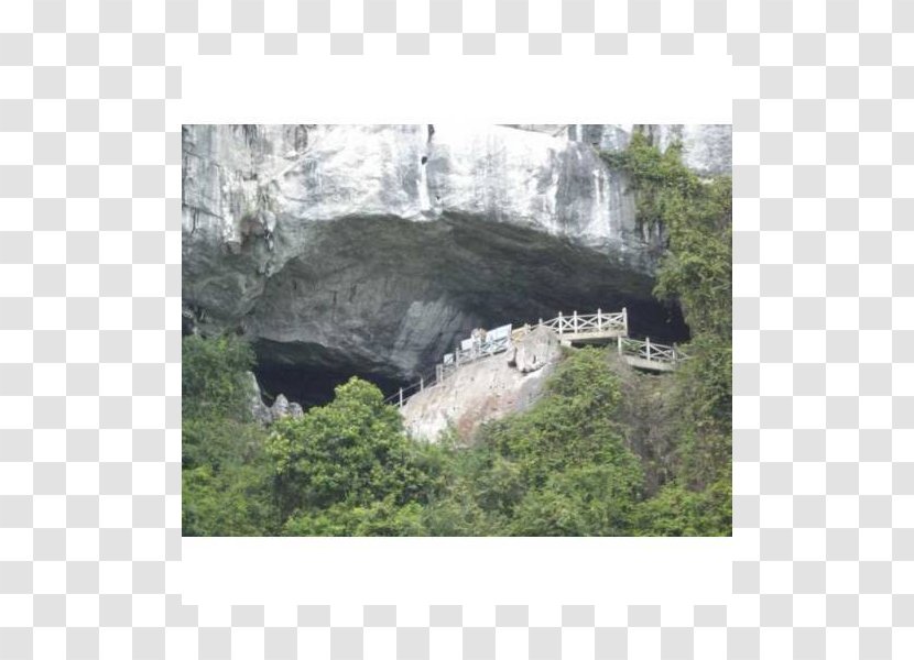 Ha Long Bay Hang Sửng Sốt Cave Fauna Ecosystem Transparent PNG